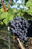Heroldrebe grapes hanging on the vine