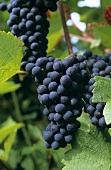 Monastel-Traube(Graciano), D.O.Ca-Rebsorte aus dem Rioja