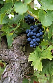 Old Portugieser vine with grapes