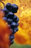 Schwarzriesling-Traube hängt zwischen rot gefärbtem Weinlaub
