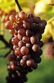 Red Urban grapes on the vine, rare vine variety (white wine)