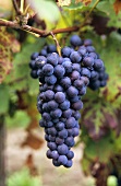 Ripe Domina grapes hanging on the vine (new variety)