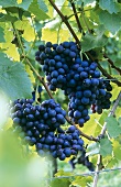 Trollinger grapes hanging on the vine, Württemberg