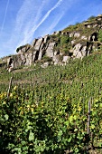Slate formations in the vineyards near Altenahr, Ahr, Germany