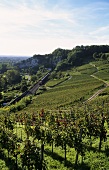 'Isteiner Kirchberg' Einzellage (single vineyard), Markgräflerland, Baden
