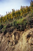 Soil profile (granite weathering), 'Durbacher Plauelrain', Baden