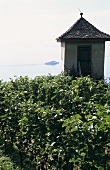 'Meersburger Chorherrnhalde' Einzellage (single vineyard), Lake Constance, Baden