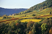 'Bürgstadter Centgrafenberg' Einzellage, Franconia, Germany