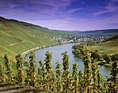 Vineyards with view towards Kröv, Mosel, Germany