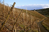 'Leiwener Laurentiuslay' Einzellage, Leiwen, Mosel, Germany