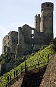 Rüdesheimer Berg Schlossberg' mit der 'Ruine Ehrenfels', Rheingau, Deutschland