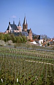 Vineyard 'Oppenheimer Sackträger', Oppenheim, Rhenish Hesse, Germany