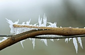 Vine stem with hoar frost, winter in a vineyard