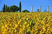 Vineyard with Roman pillars in background, Palatinate