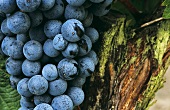 Dornfelder grapes on an old vine