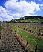 Zelezua vineyard site, Pavlov, Czech Republic