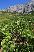 Old vines of indigenous grape variety Plavac, Sveta Nedelja, Hvar, Croatia