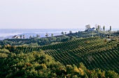Vineyards of Prince Stirbey Estate, Dragasani, Romania