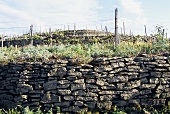 Vineyard wall with old vines on terraces, Cotnari, Romania