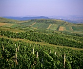 Landscape of vines, Telna, Romania