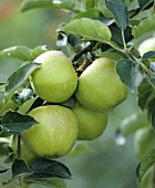 Äpfel der Sorte Jona Gold am Baum