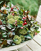 Checkerberry (Gaultheria procumbens) in planter