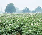 Flowering potato plants in the field