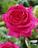 A 'Criterion' rose