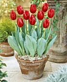 Tulpen 'Zorro'