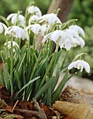 Snowdrops (Galanthus nivalis)