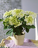 White hydrangea (Hydrangea 'Teller White')