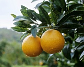 Two ripe oranges on the tree