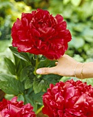 Hand reaching for a red peony, variety 'Henry Bockstoce'