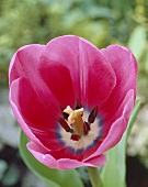 Eine Tulpenblüte der Sorte 'Pretty Pink'