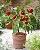 Ornamental peppers on the plant