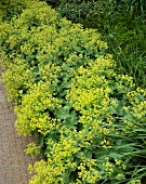 Lady's mantle (Alchemillis mollis)