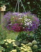 Trailing lobelia