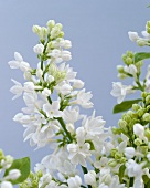 White lilac