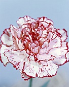 Rot-weiße Nelkenblüte