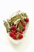 A bowl of sour cherries with leaves