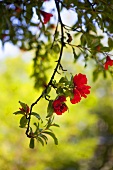 Granatapfelblüte