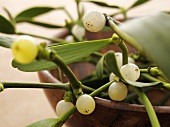 A sprig of mistletoe in a wooden bowl (close-up)