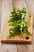 Green oak leaf lettuce on a wooden board