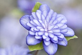 Japanisches Leberblümchen (Hepatica)