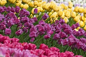 A bed of tulips (Keukenhof, Holland)