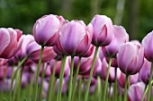 A bed of pink tulips (cultivar: Salmon)