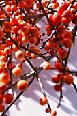 Sprigs of holly berries