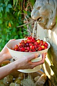 Hands holding a sieve of cherries in a fountain