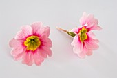 Blüten von Frühlingsprimel (Primula vulgaris syn. acaulis)