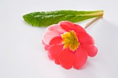 Frühlingsprimel (Primula vulgaris syn. acaulis)